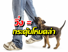 วิธีรอดเมื่อถูกสุนัขจรล้อม สิ่งที่คนส่วนใหญ่ทำผิดมาตลอดชีวิต